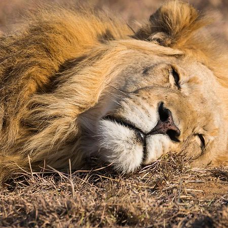 夸福贝斯帐篷野生动物园露营地 Mabula Game Reserve 外观 照片