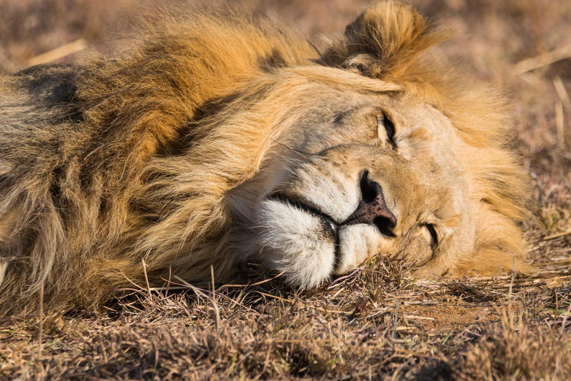 夸福贝斯帐篷野生动物园露营地 Mabula Game Reserve 外观 照片